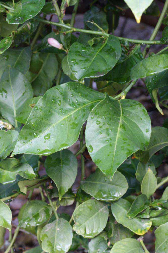            Shade leaves (Corona Foothill, Riverside, CA)   
